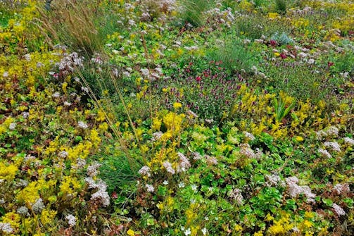 Forskjellige typer planter: Planter som suger til seg ekstra mye vann.